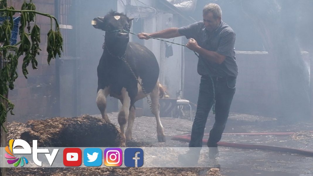 HAYVANLARI-KURTARMAK-ICIN-ALEVLERIN-ORTASINA-DALDI