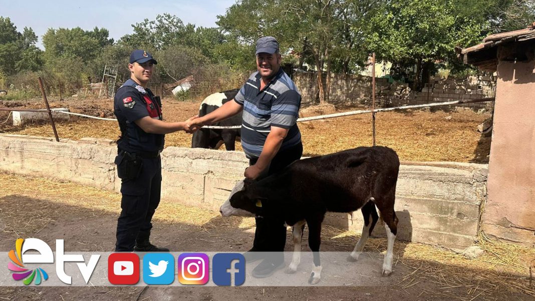 KAYBOLAN-BUYUKBAS-HAYVAN-DRONE-ILE-BULUNDU