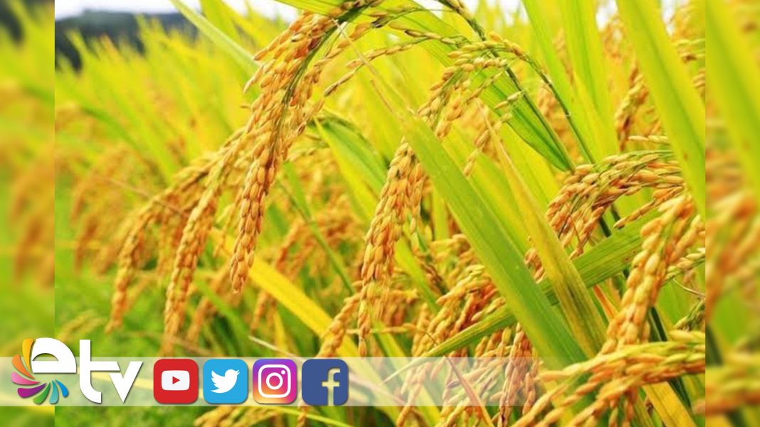 1-KİLOGRAM-ÇELTİĞİN-MALİYETİ-30-LİRA