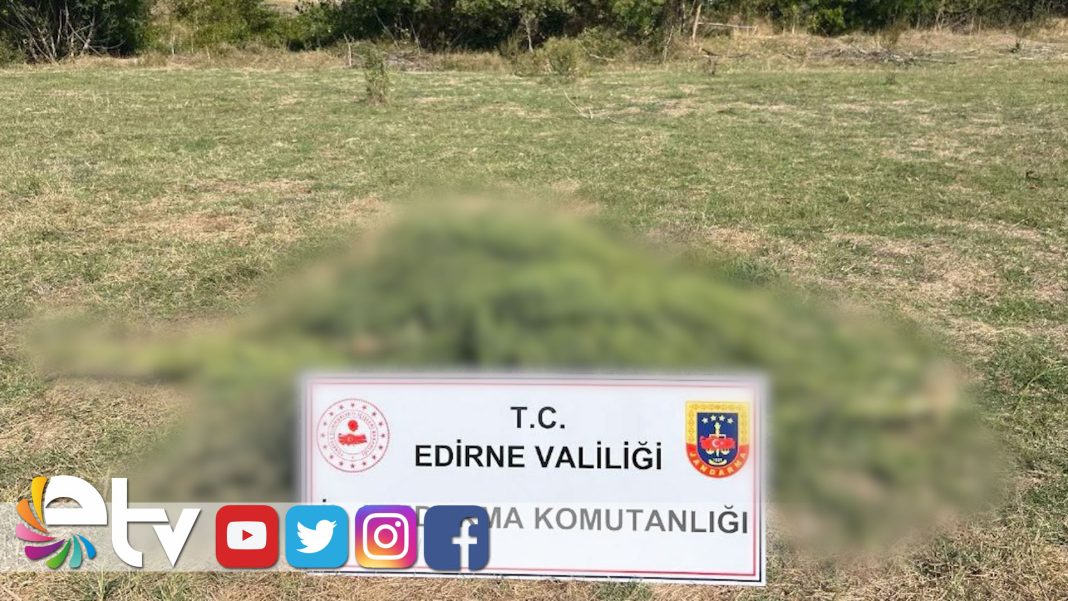 300-KÖK-KENEVİR-BİTKİSİ-ELE-GEÇİRİLDİ