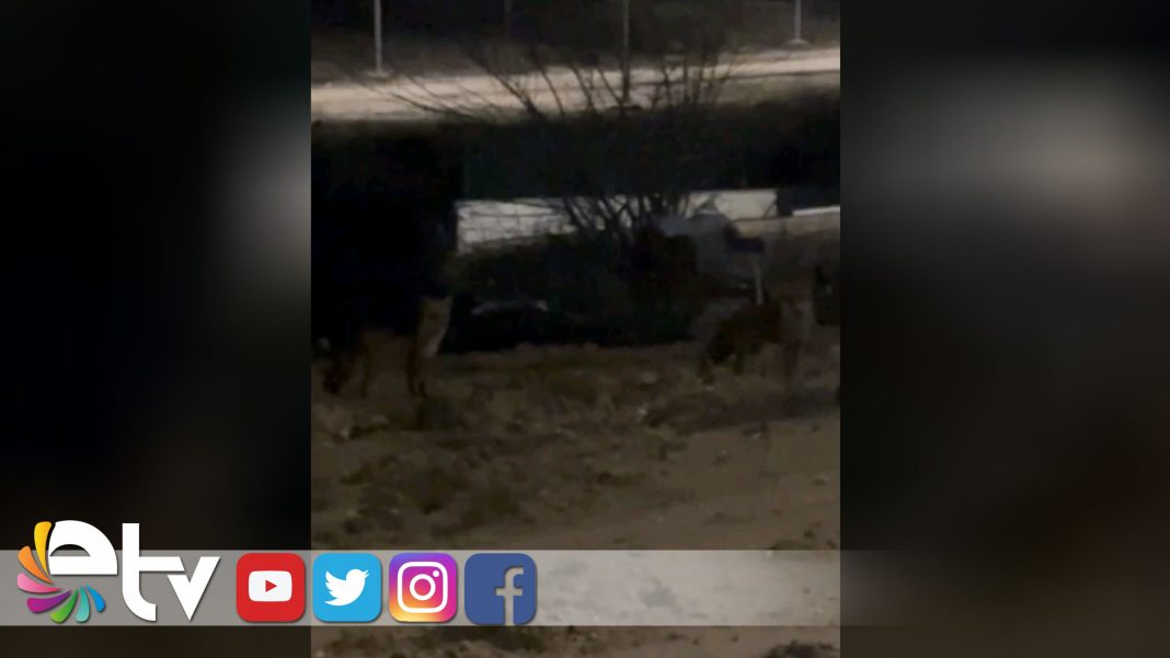 AÇ-KALAN-TİLKİLER