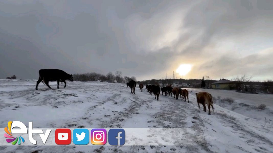 EDİRNELİ-BESİCİLERİN-KAR-ALTINDA-ZORLU-MESAİSİ