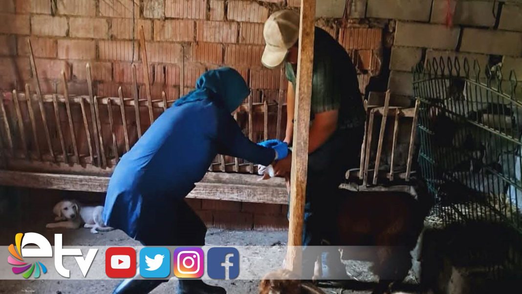 KÜÇÜKBAŞ-HAYVANLARA-BRUSELLA-AŞISI-UYGULANDI