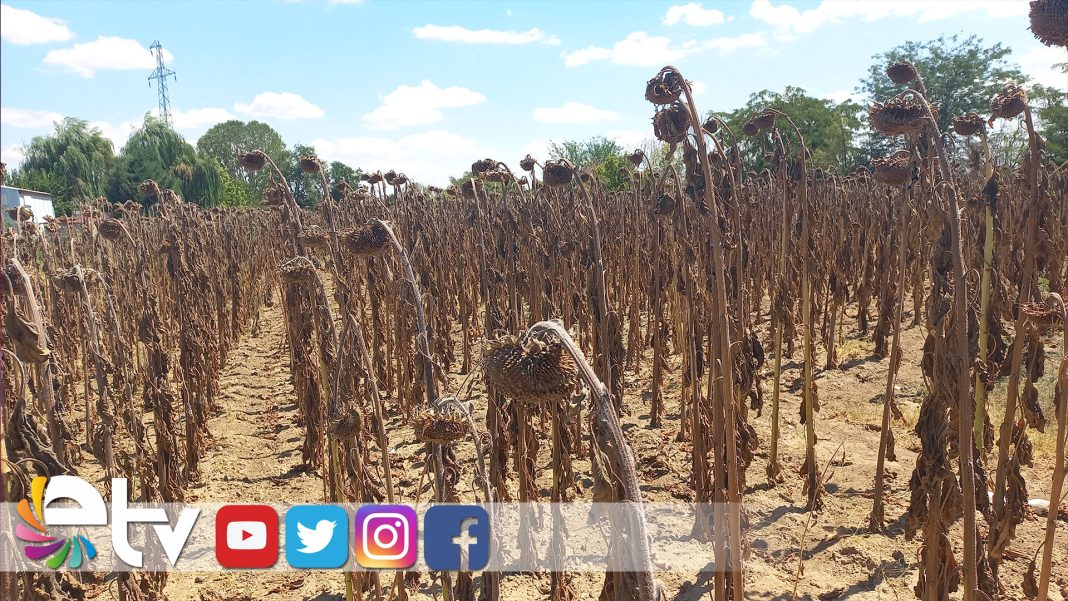 KURAKLIK-AYÇİÇEĞİNİ-VURDU