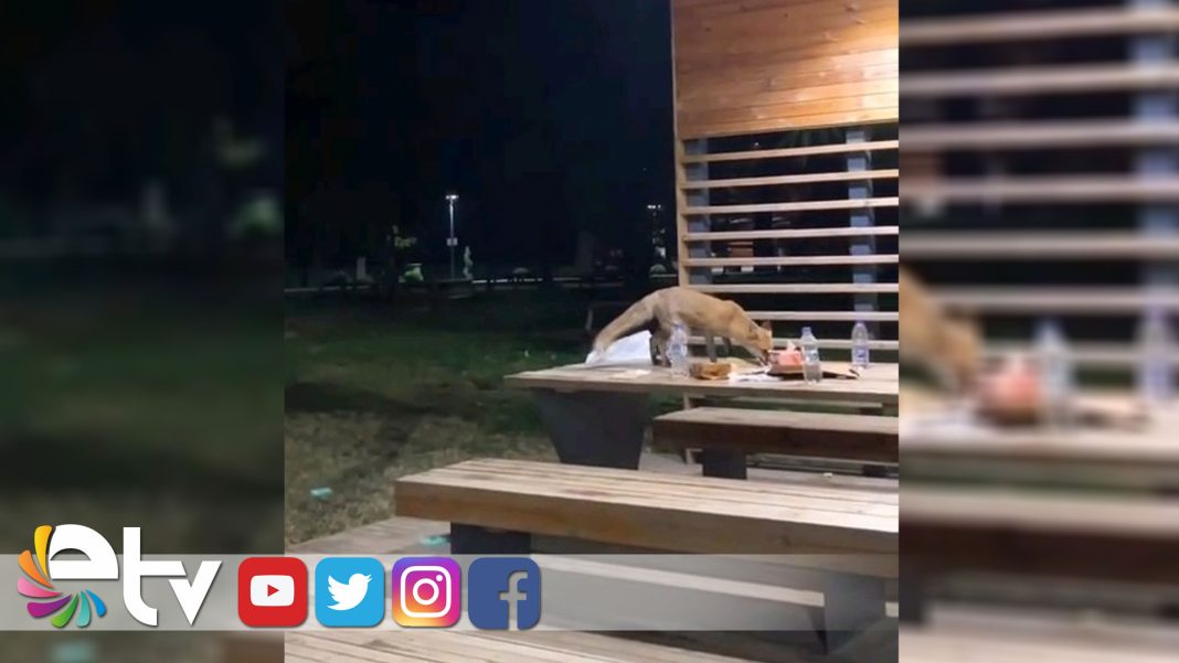 DOĞUM-GÜNÜ-PARTİSİNDE-YAVRU-TİLKİ-SÜRPRİZİ