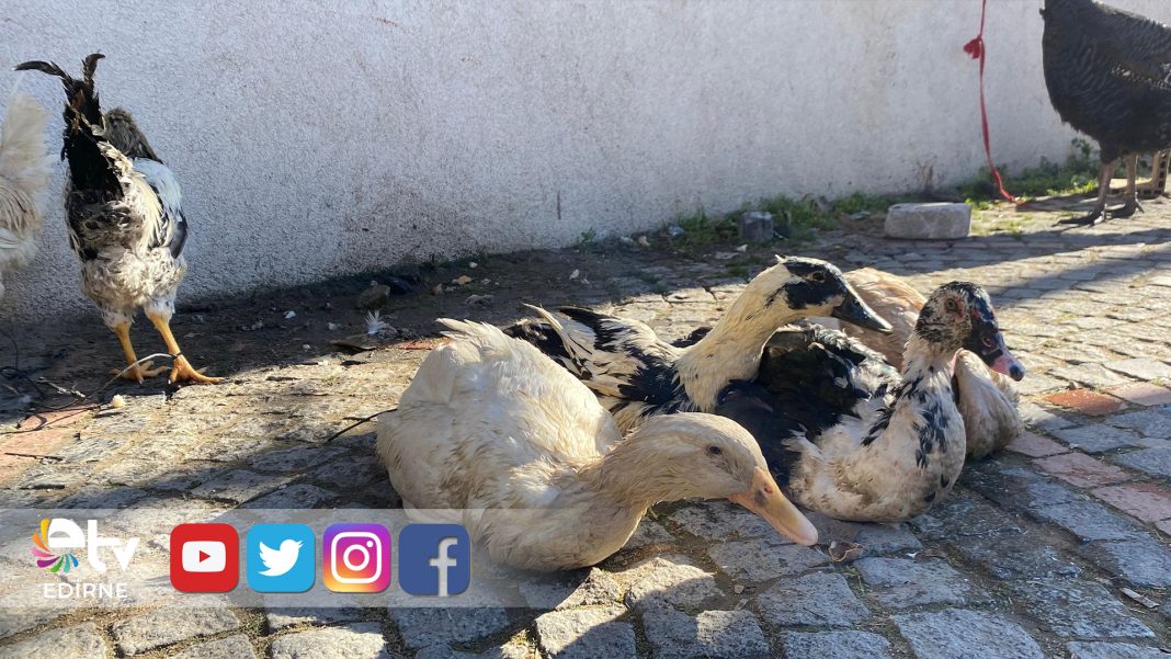 7- HİNDİ-VAR-KAZ-VAR-ALICI-YOK-TEZGÂHLARDA-DURGUNLUK