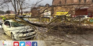 EDİRNE’DE FIRTINA AĞAÇLARI DEVİRDİ